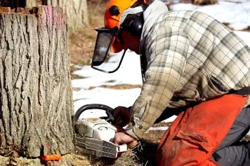 Abattage sécurisé d'arbres dangereux  à Brest - Intervention en espace restreint avec protection