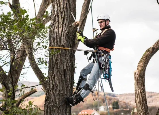 Service d'élagage professionnel d'arbres à Brest - Taille d'entretien et formation par élagueur certifié